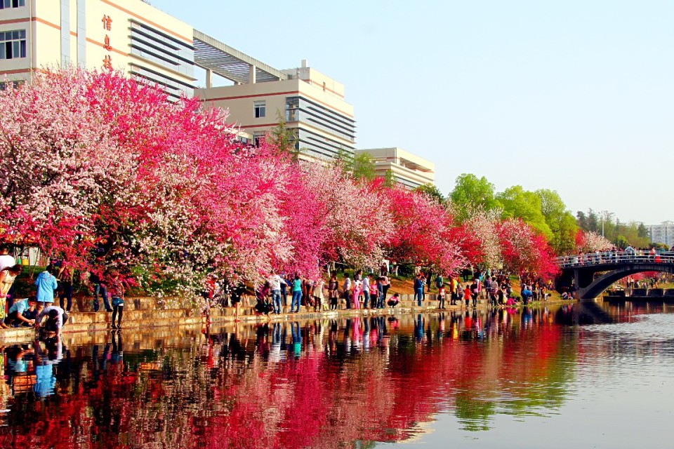 接天莲叶无穷碧 映日荷花别样红
